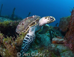 This Hawkbill turtle lives on this wreck.  Photo was take... by Jeri Curley 